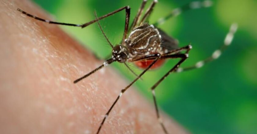 Alerta epidemiológica en Tucumán: el Ministerio de Salud confirma la expansión de la chikungunya