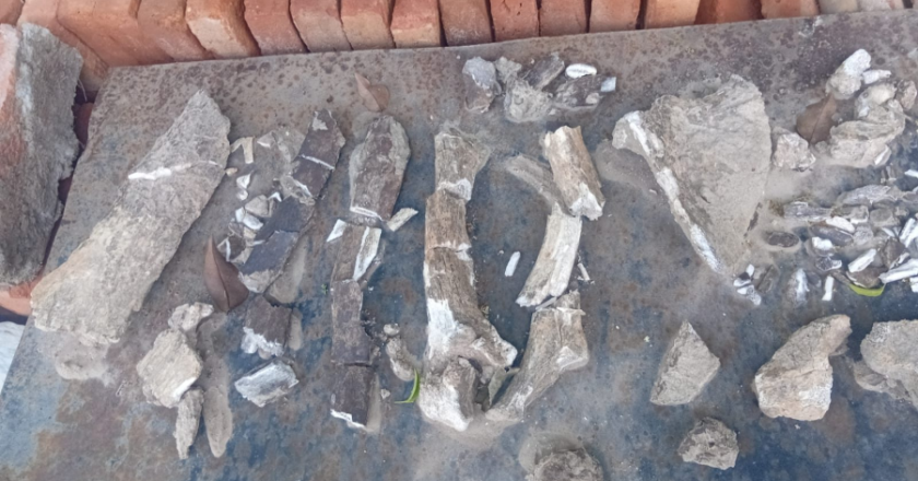 Hallazgo paleontológico sorprende en Alderetes