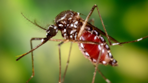 Tucumán confirma el primer caso de chikungunya en Yerba Buena