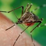 Los casos de chikungunya ya superan los 800 y Tucumán suma contagios