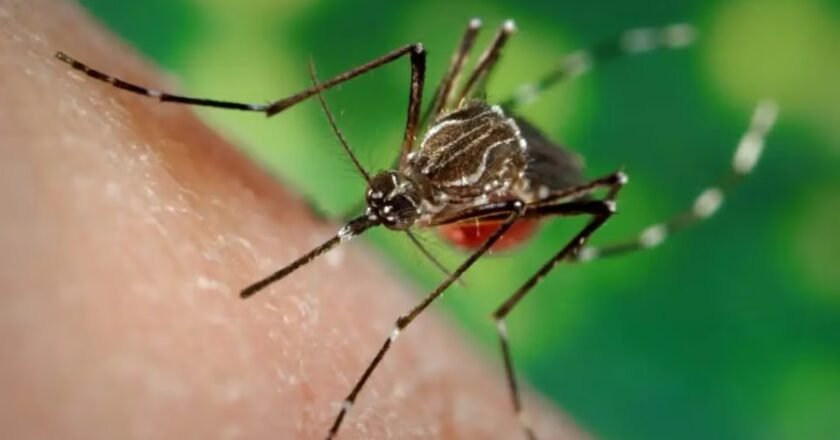 Los casos de chikungunya ya superan los 800 y Tucumán suma contagios