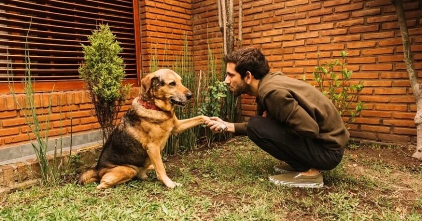 Día del Animal: ¿por qué se celebra el 29 de abril en Argentina?