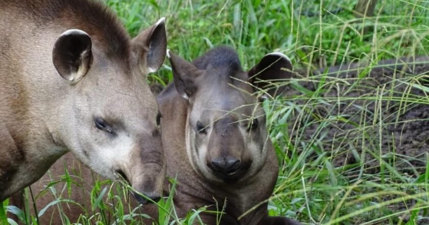 El tapir fue elegido como nueva especie símbolo de la conservación en Tucumán