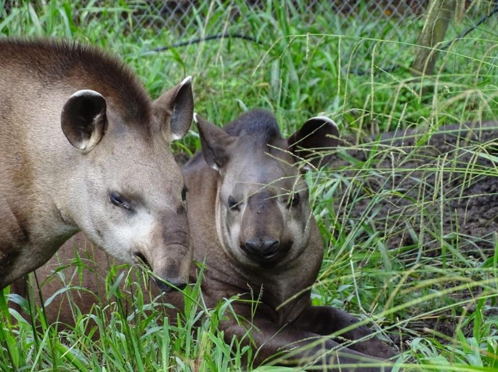 El tapir fue elegido como nueva especie símbolo de la conservación en Tucumán