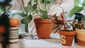 Cuidado con el riego de plantas en plena ola de frío: los trucos para no matarlas