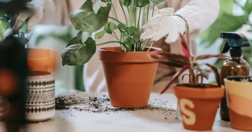 Cuidado con el riego de plantas en plena ola de frío: los trucos para no matarlas
