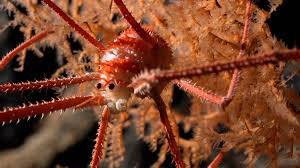 El tiburón fantasma, la esponja carnívora y otras 1.100 especies marinas descubiertas en solo un año