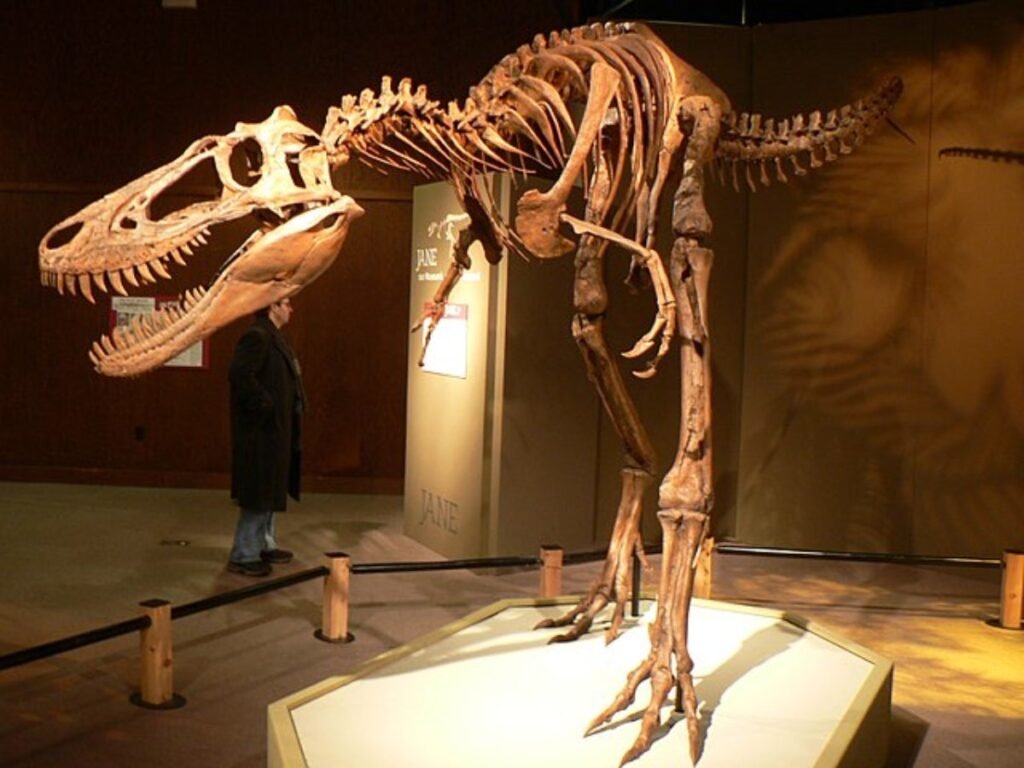 ¿Por qué el T. rex tenía brazos tan pequeños? Un nuevo estudio podría finalmente tener la respuesta