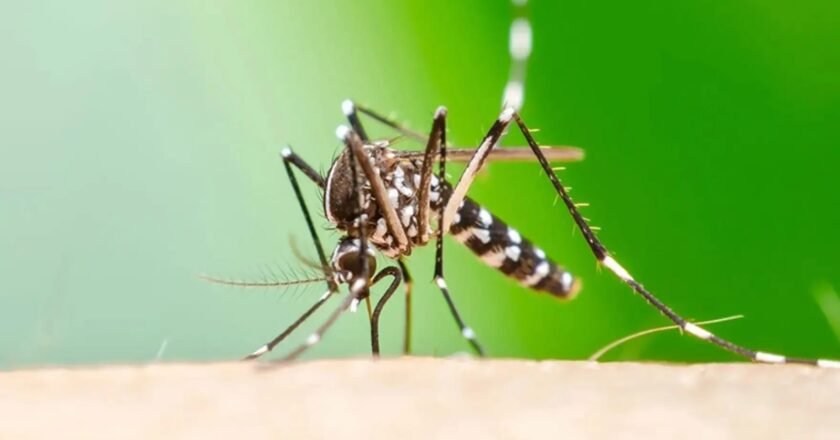 Chikungunya en Tucumán: “El dolor articular es más fuerte y persistente que en el dengue”