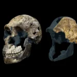 El yacimiento de fósiles más controversial de la evolución humana se ha vuelto aún más desconcertante