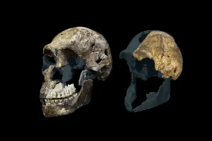 El yacimiento de fósiles más controversial de la evolución humana se ha vuelto aún más desconcertante