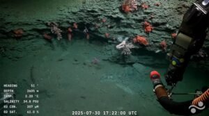 Regresa la exploración en directo del CONICET en las profundidades del Mar Argentino
