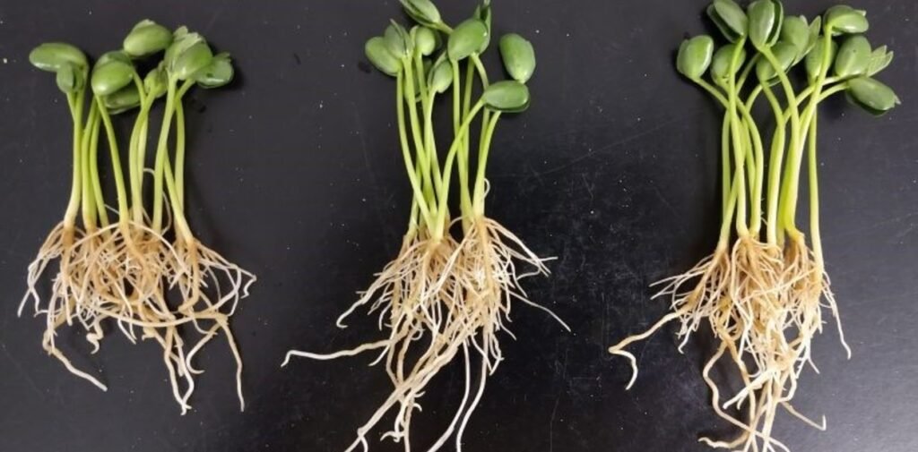 El cuarto estado de la materia se sube a la cosechadora: para qué sirve el “superpoderoso” plasma frío que llegó al campo