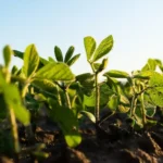El INTA impulsa el uso de microorganismos para optimizar la absorción de nitrógeno