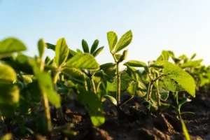 El INTA impulsa el uso de microorganismos para optimizar la absorción de nitrógeno
