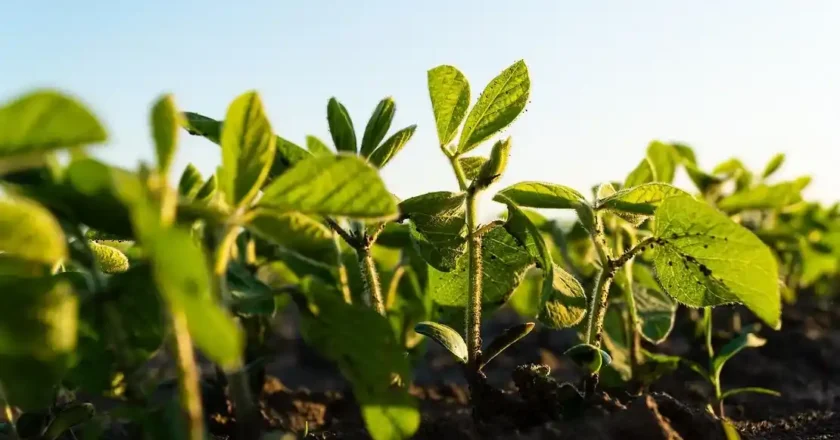 El INTA impulsa el uso de microorganismos para optimizar la absorción de nitrógeno