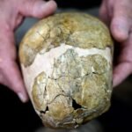 Hallaron en Israel el esqueleto de un bebé neandertal y reveló una diferencia clave con los humanos