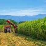Avance histórico en Tucumán: desarrollan caña de azúcar tolerante al glifosato