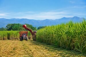 Avance histórico en Tucumán: desarrollan caña de azúcar tolerante al glifosato
