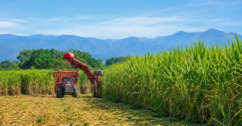 Avance histórico en Tucumán: desarrollan caña de azúcar tolerante al glifosato