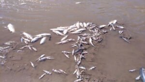 Preocupación por una gran cantidad de peces muertos en el río Salí, cerca de Los Bulacio (video)