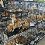 Conmoción en Vietnam: rescataron a casi 400 gatos de una red que los vendía para consumo humano