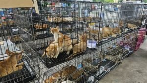 Conmoción en Vietnam: rescataron a casi 400 gatos de una red que los vendía para consumo humano
