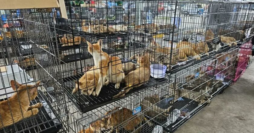 Conmoción en Vietnam: rescataron a casi 400 gatos de una red que los vendía para consumo humano