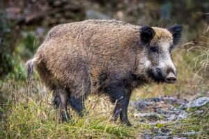 Una provincia busca habilitar la venta de carne de jabalí y guanaco en el mercado formal