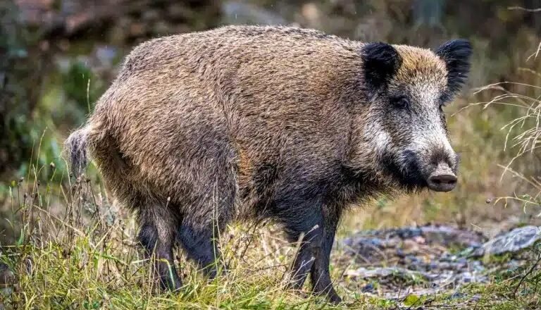 Una provincia busca habilitar la venta de carne de jabalí y guanaco en el mercado formal