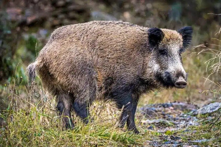 Una provincia busca habilitar la venta de carne de jabalí y guanaco en el mercado formal