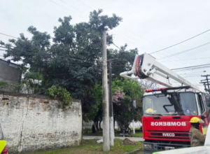 Tragedia en la Capital: murió electrocutado mientras cosechaba paltas y quedó atrapado entre las ramas