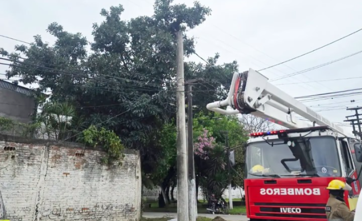 Tragedia en la Capital: murió electrocutado mientras cosechaba paltas y quedó atrapado entre las ramas