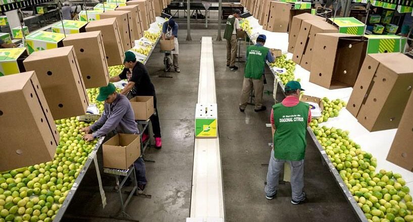Panamá abre su mercado a los cítricos argentinos y beneficia a la producción tucumana de limón