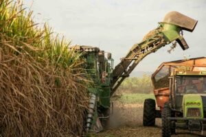 Crisis azucarera: productores alertan que quedará caña sin cosechar y reclaman asistencia oficial