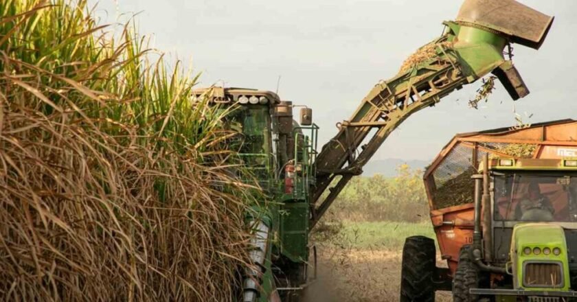 Crisis azucarera: productores alertan que quedará caña sin cosechar y reclaman asistencia oficial