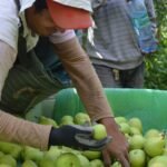Éxodo rural: estiman que unos 22.000 trabajadores golondrina emigrarán hacia otras provincias