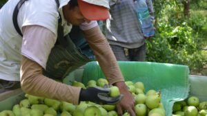 Éxodo rural: estiman que unos 22.000 trabajadores golondrina emigrarán hacia otras provincias