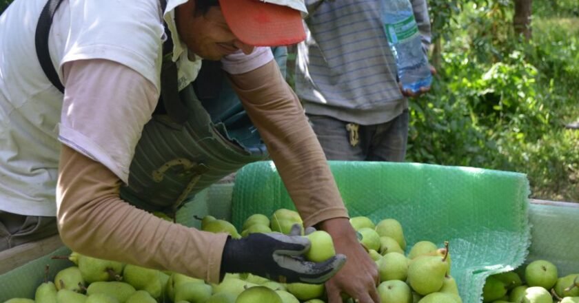 Éxodo rural: estiman que unos 22.000 trabajadores golondrina emigrarán hacia otras provincias