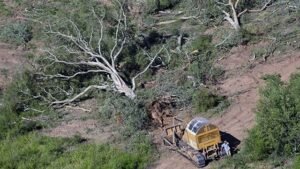 La deforestación avanza en Tucumán: se perdieron 37 mil hectáreas en una década